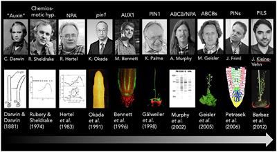 A Retro-Perspective on Auxin Transport